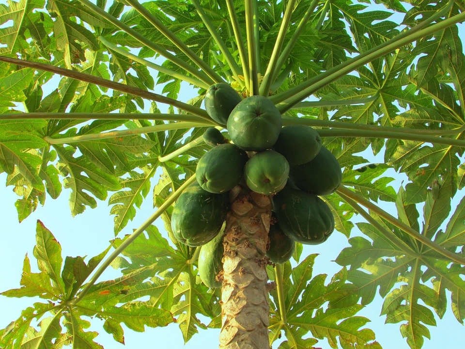 papaya fruit pictures
