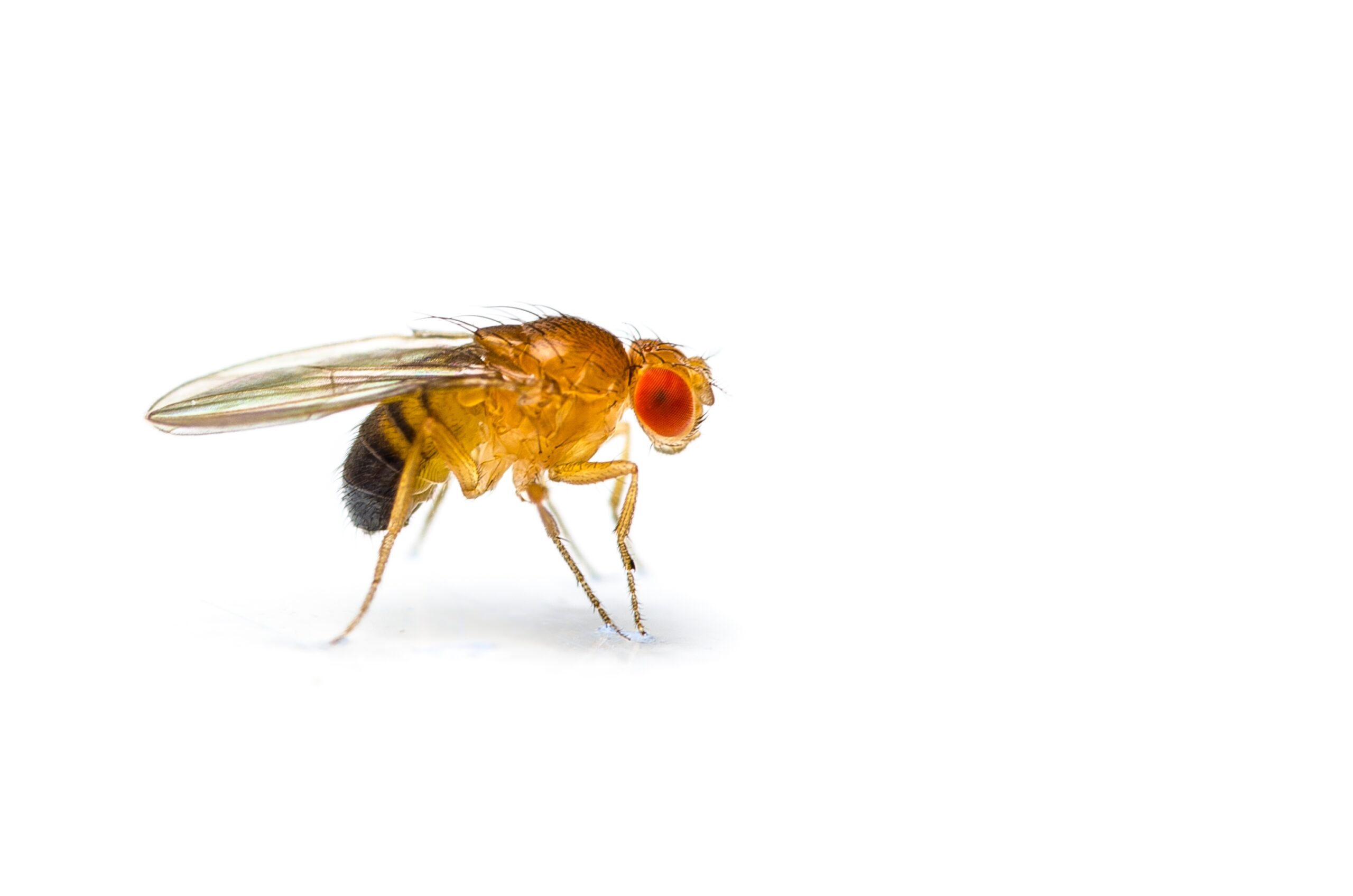 picture of fruit fly