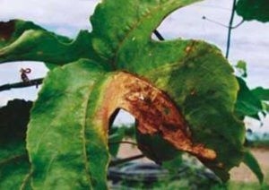Passion Fruit Diseases Pictures Control And Treatment