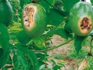 passion fruit diseases pictures
