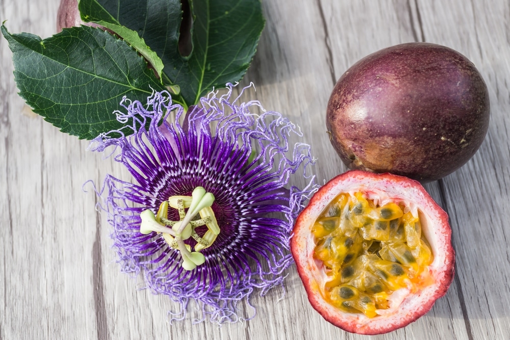 Passion Fruit Flower Top Tips