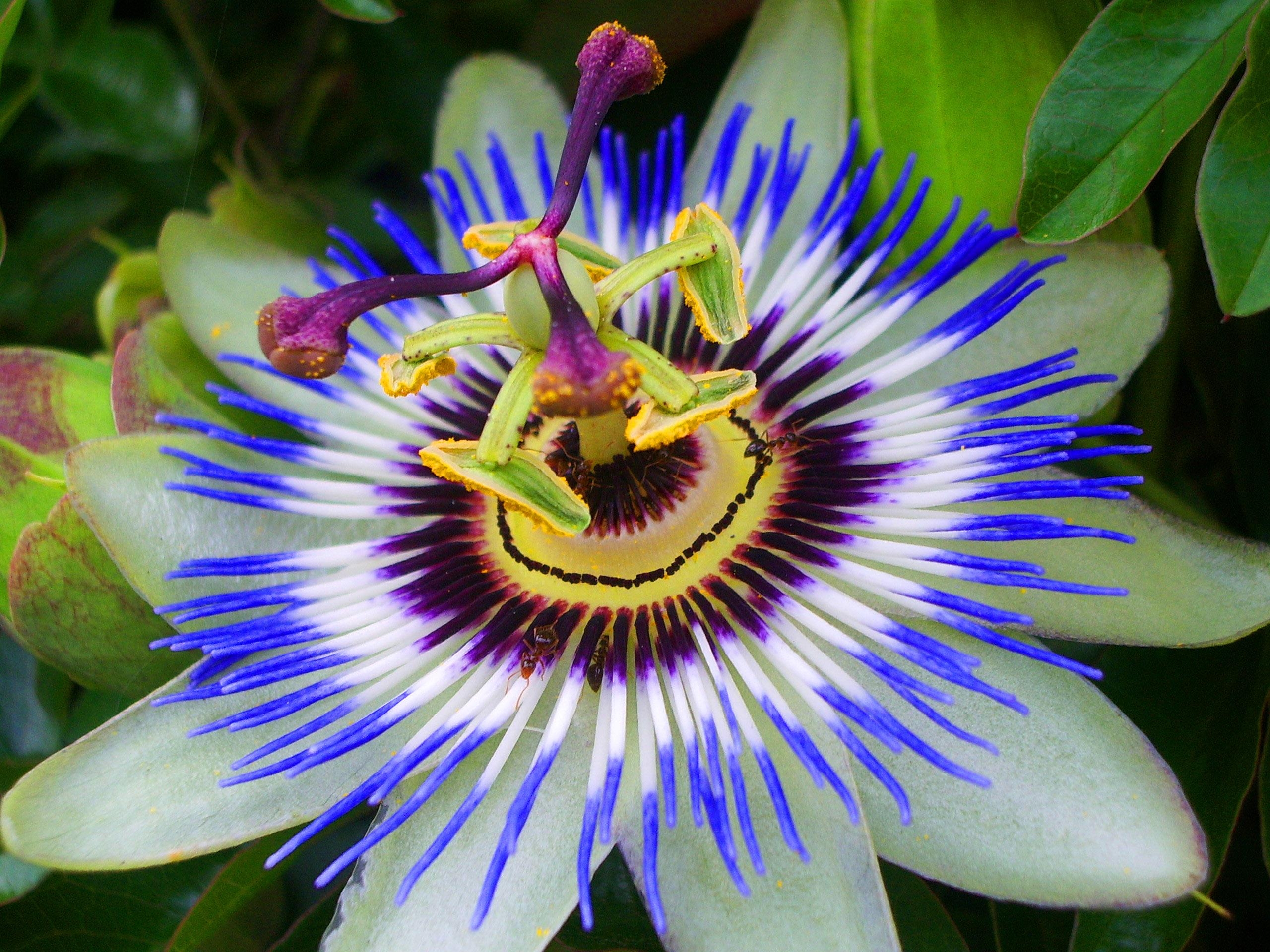Passion Fruit Flower Wallpapers Wallpaper Cave