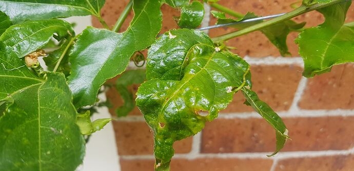 Passionfruit Disease General Fruit Growing Growing Fruit
