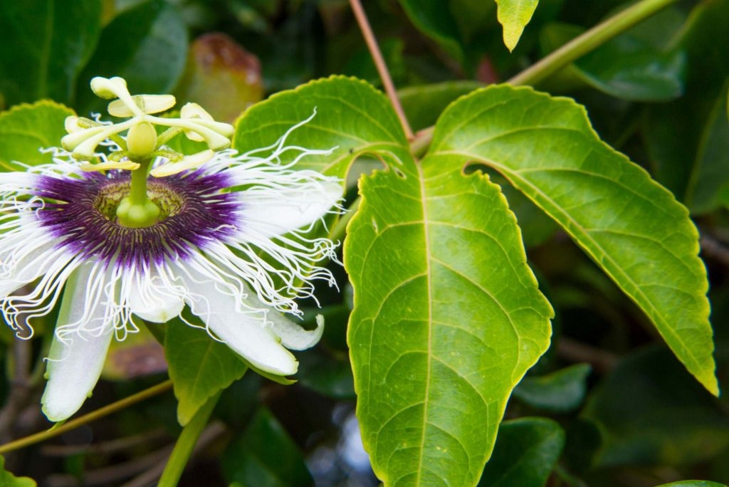 Passionfruit Leaves Appearance Health Benefits And Uses Gardeners