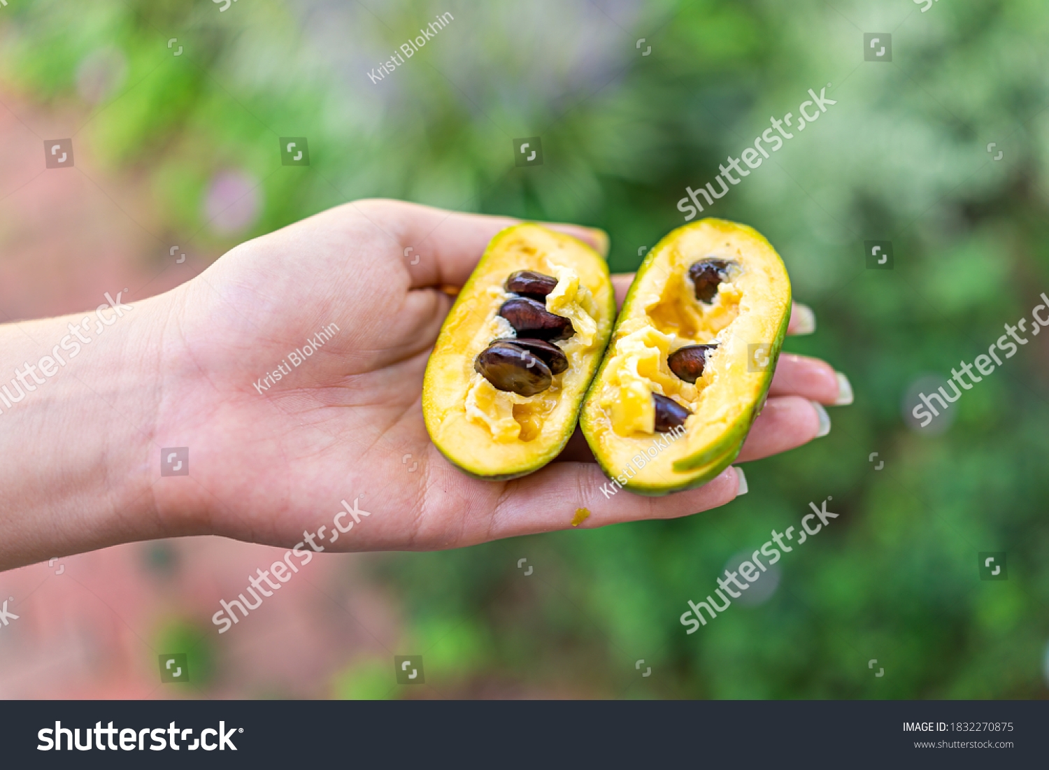 Paw Paw Fruit Images Stock Photos Vectors Shutterstock