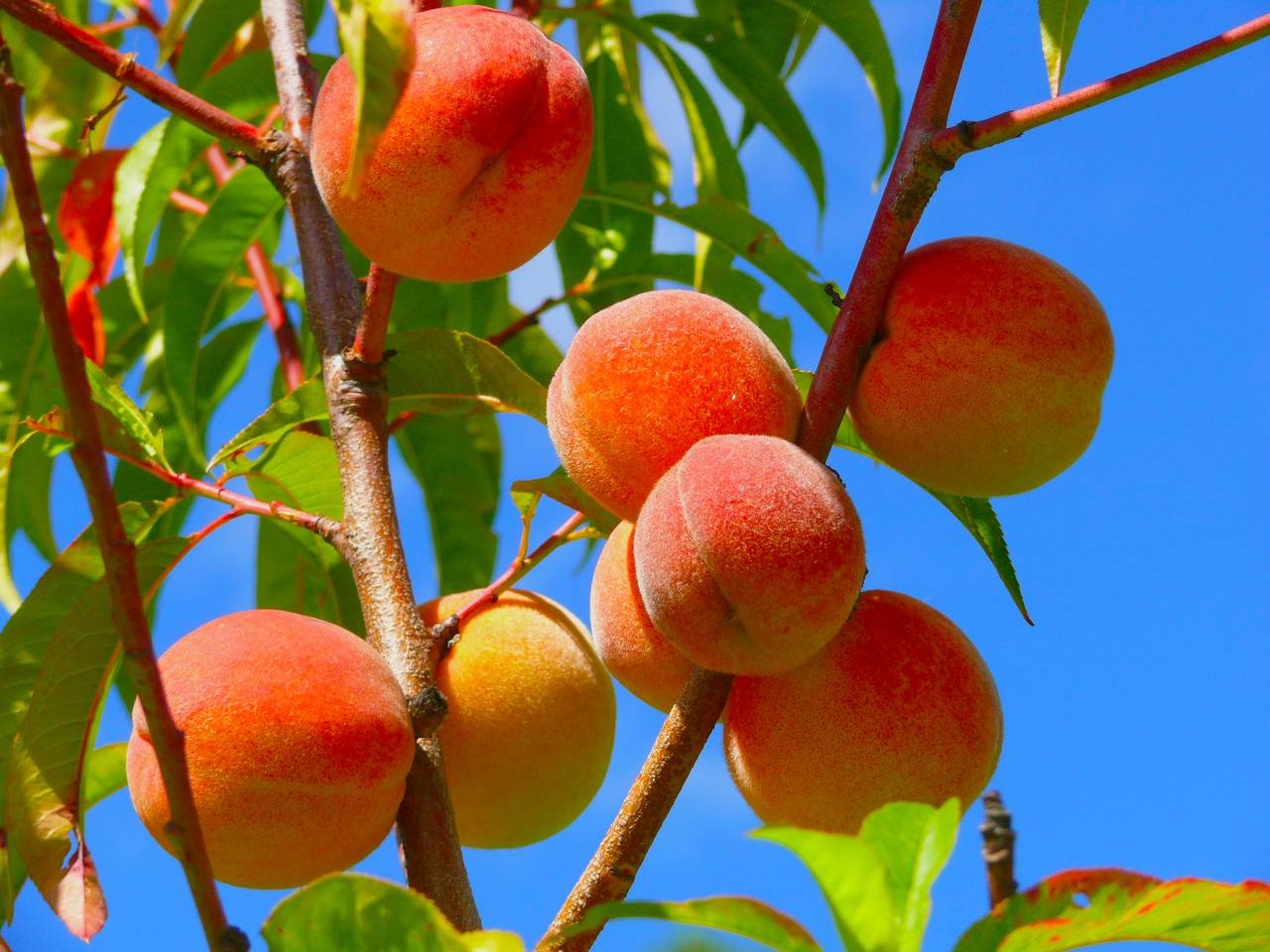 Peaches Wallpapers Wallpaper Cave