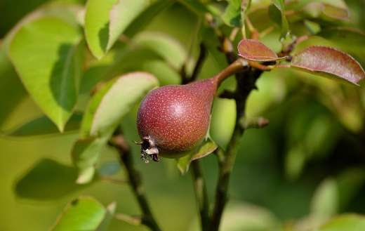 Pear Fruit Tree Online Jigsaw Puzzles
