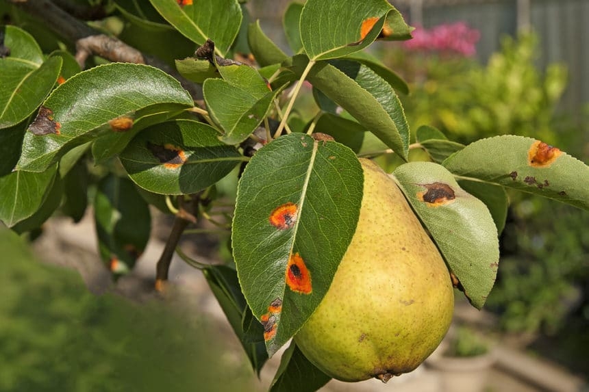 Pear Tree Diseases Tips On Identification Control