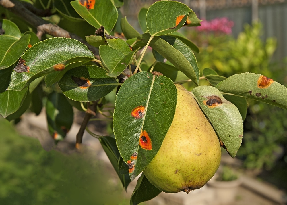 Pear Tree Diseases Tips On Identification Control