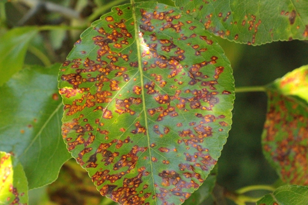 Pear Tree Diseases Tips On Identification Control