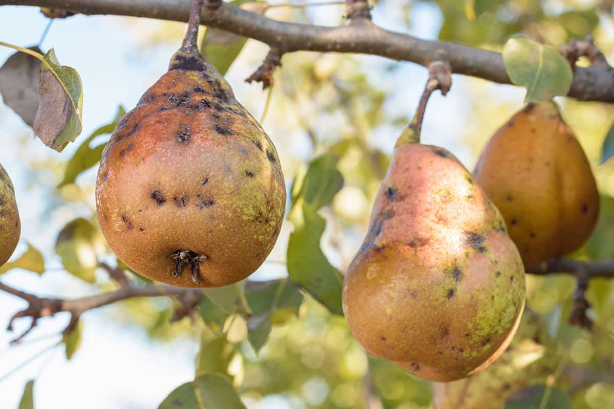 Pear Tree Leaf Diseases Infoupdate