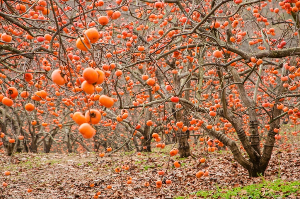 Persimmon Tree Minneopa Orchards