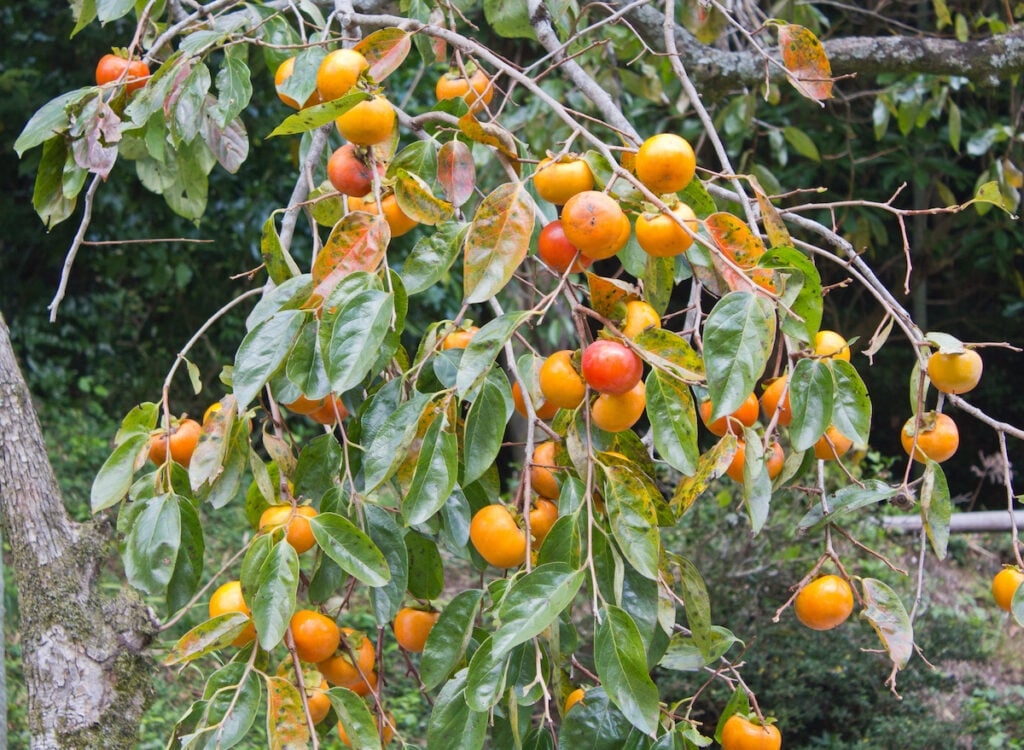 Persimmon Tree Minneopa Orchards