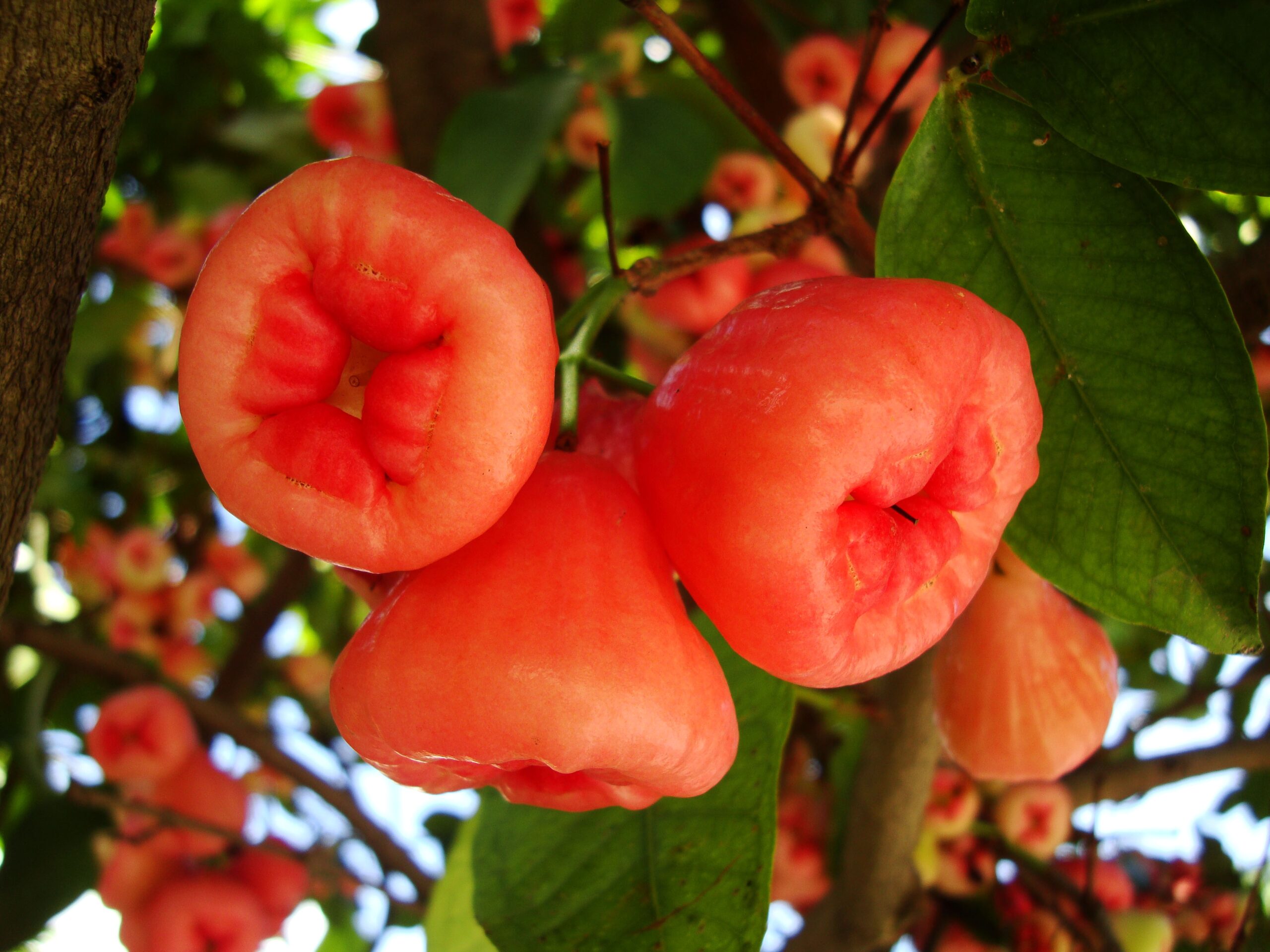 Philippines Fruits Berries Seeds 22
