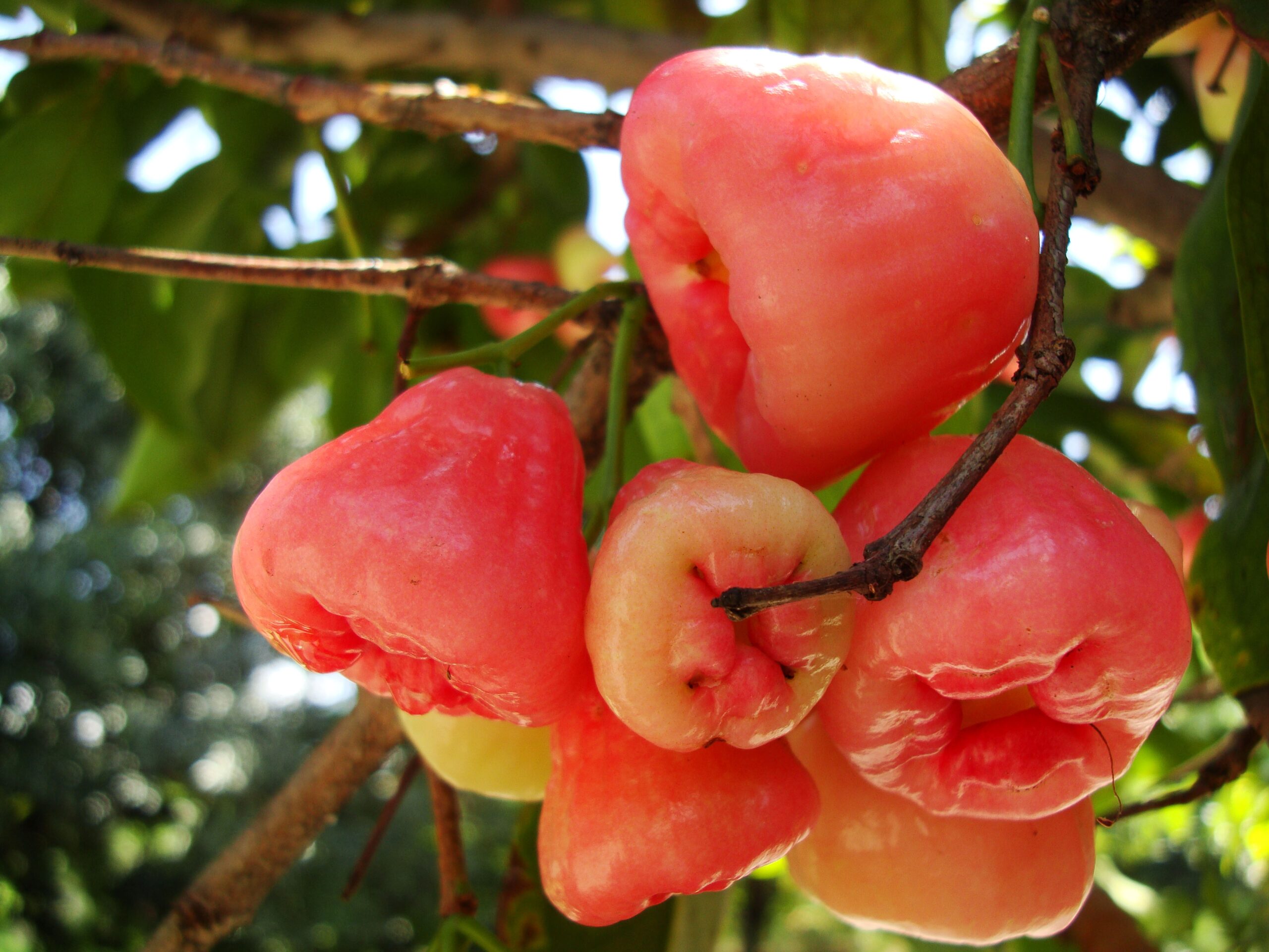 fruits in philippines pictures