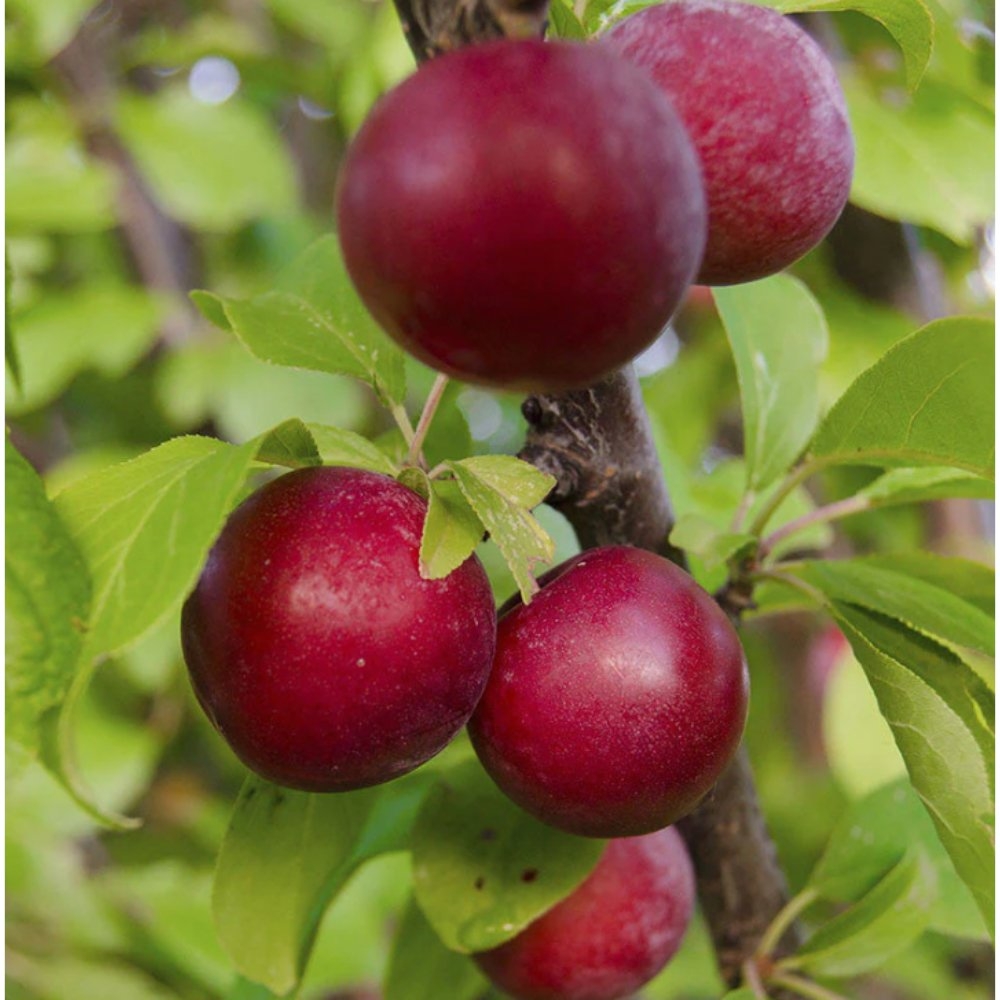 Plum Fruit Plant Fruit Plants Tree Village Organic Products