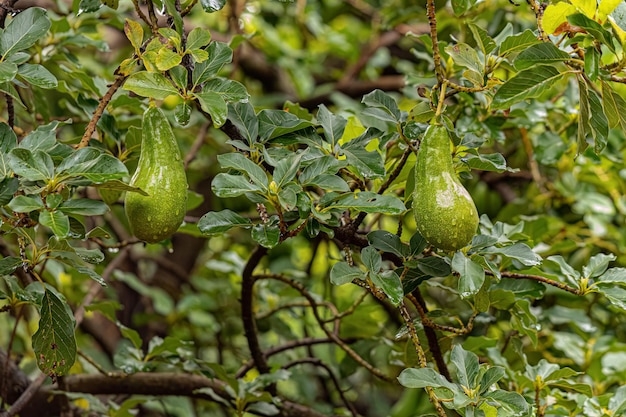 avocado fruit tree pictures