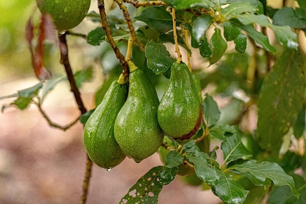 Premium Photo Avocado Fruit Tree