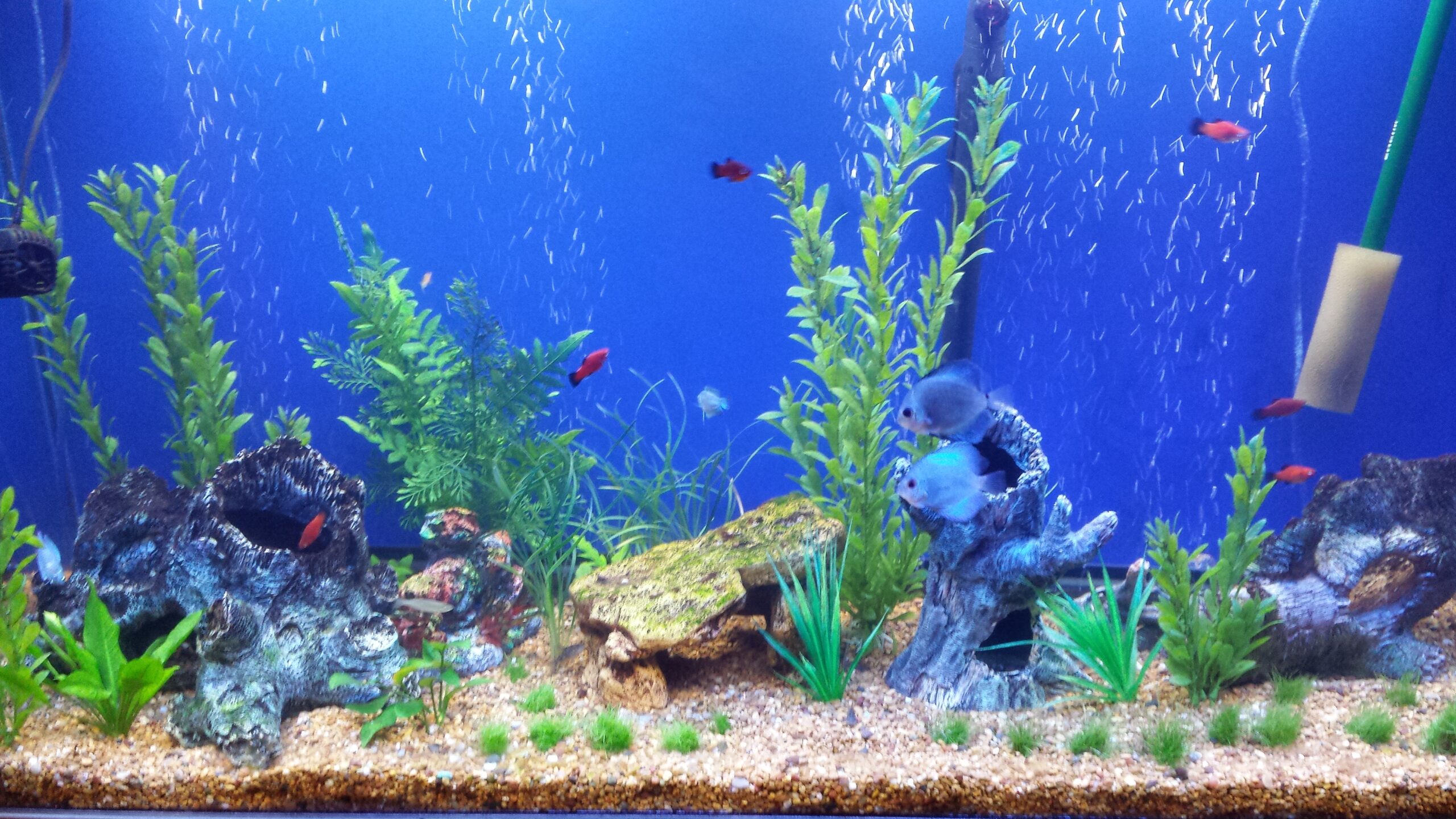 Printable Aquarium Background Prntbl concejomunicipaldechinu gov co