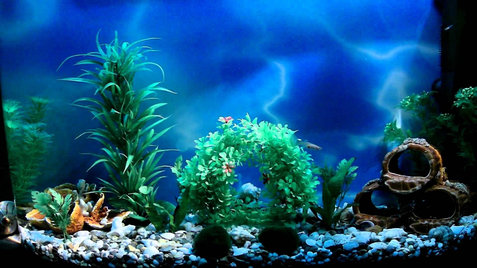 Printable Aquarium Background You Could Use Something Like A Drawing