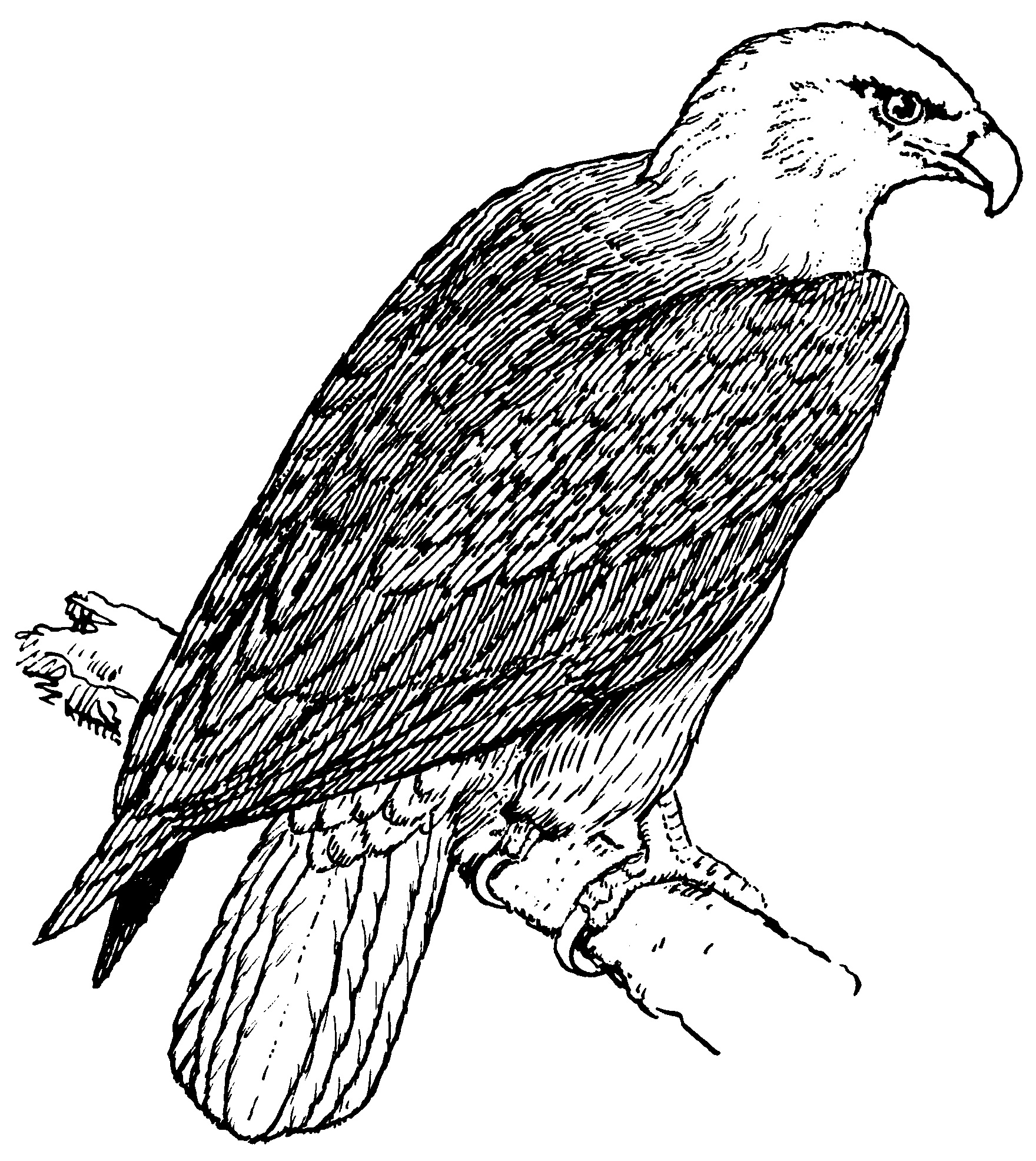 Printable Bald Eagle Coloring Page