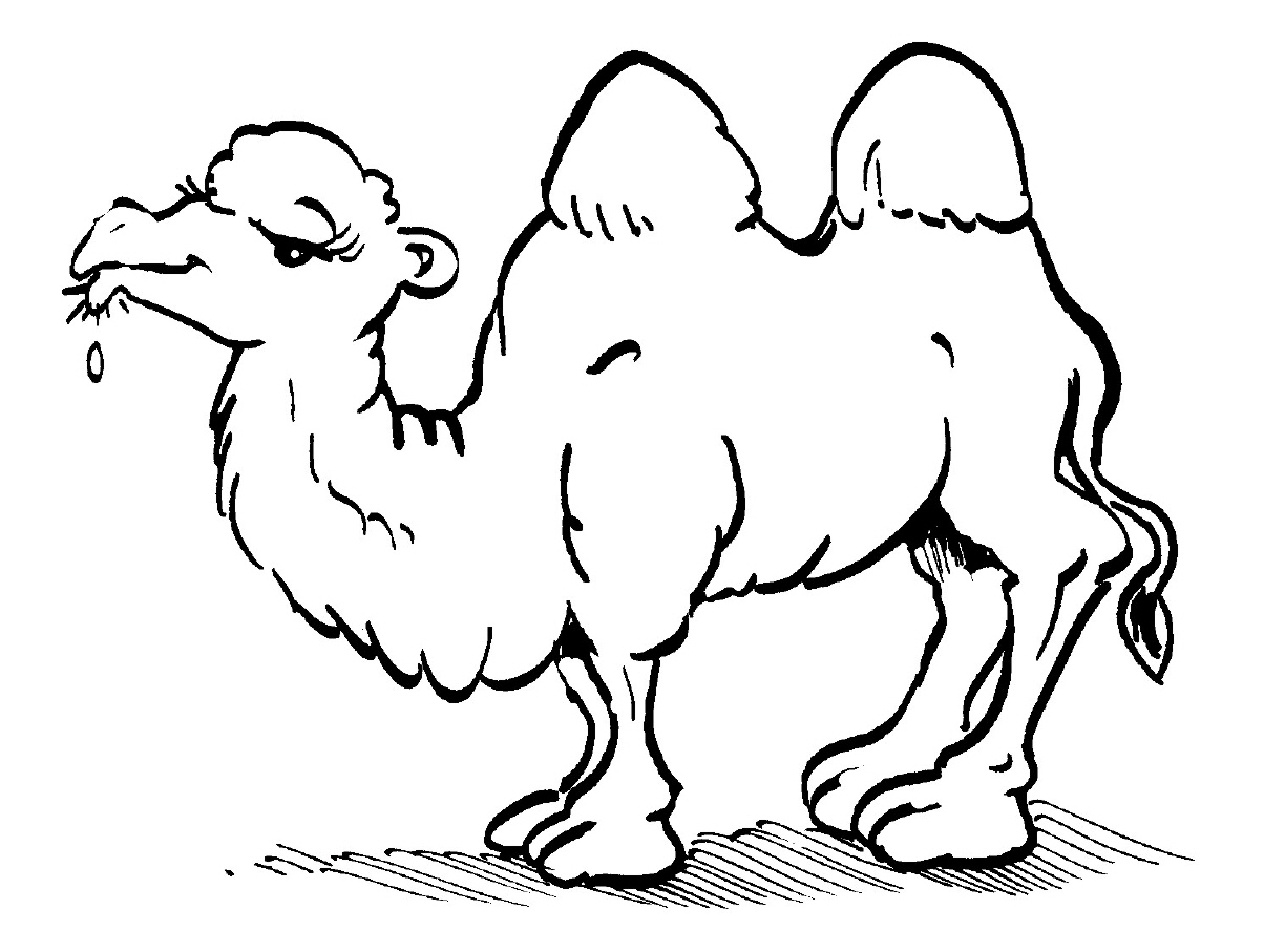 Printable Camel Coloring Pages