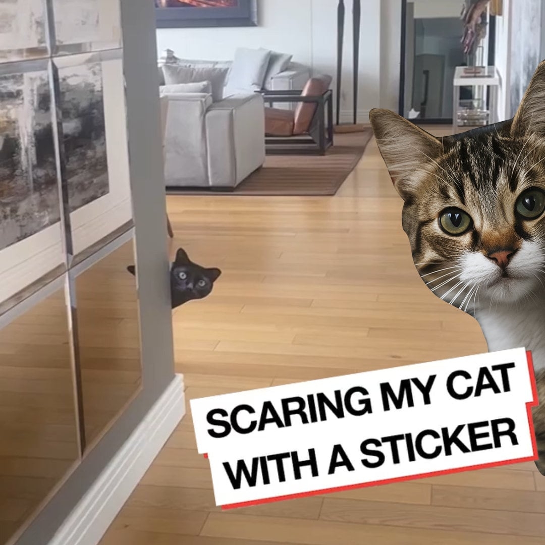 Printable Cat Prank Paper Prank Sticker Cat Prank Face Cat PNG Cat 