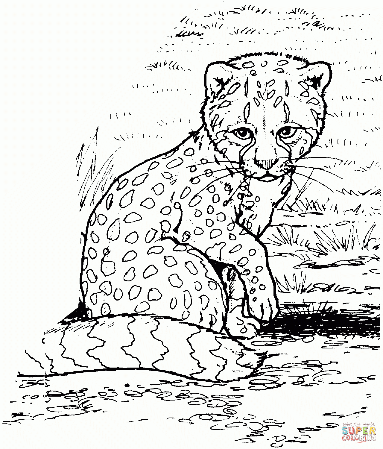 Printable Cheetah Coloring Pages For Kids Cool2Bkids Free Printable 