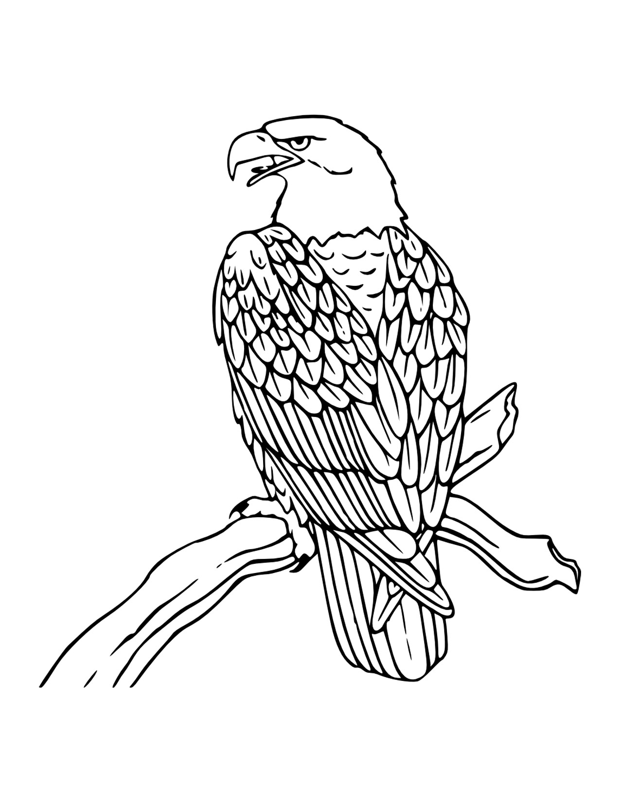 eagle printable pictures