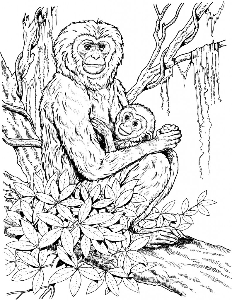 Printable Monkey Coloring Pages Pictures Animal Place