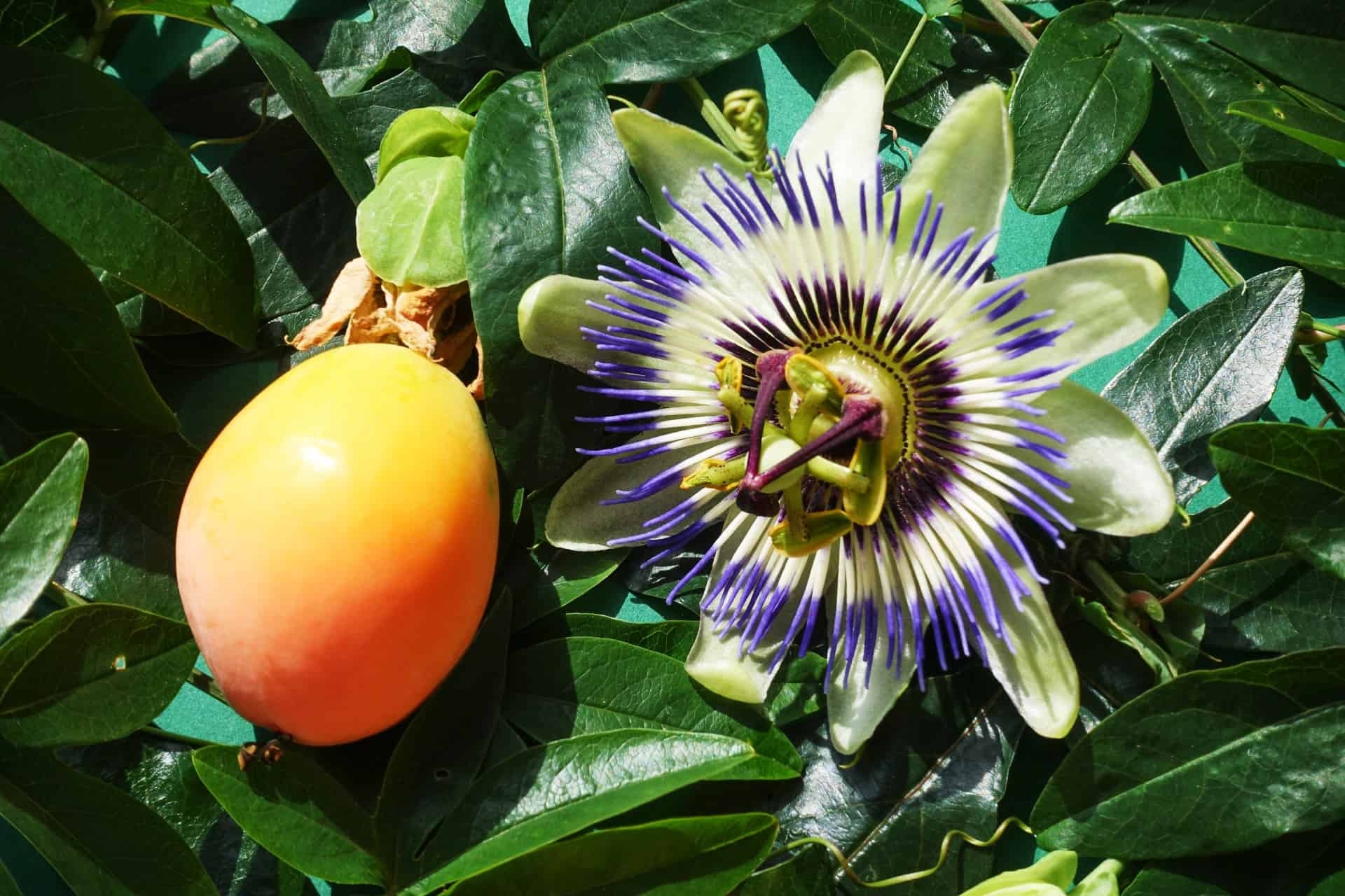 Purple Passion Flower Fruit Recipes Best Flower Site