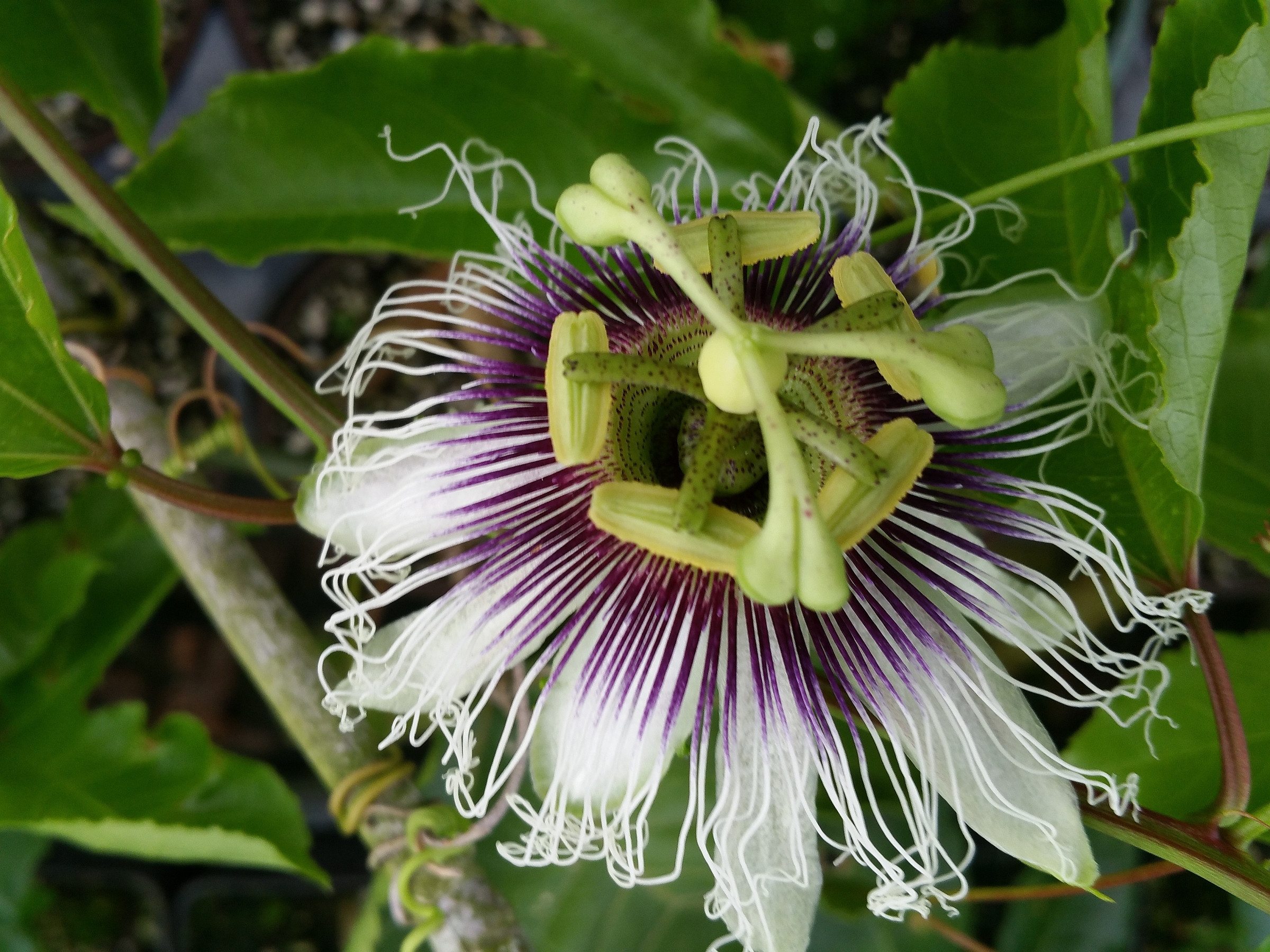 passion fruit flower pictures