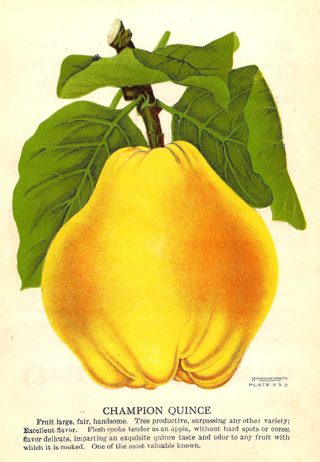Quince Fruit Clipart Clipground