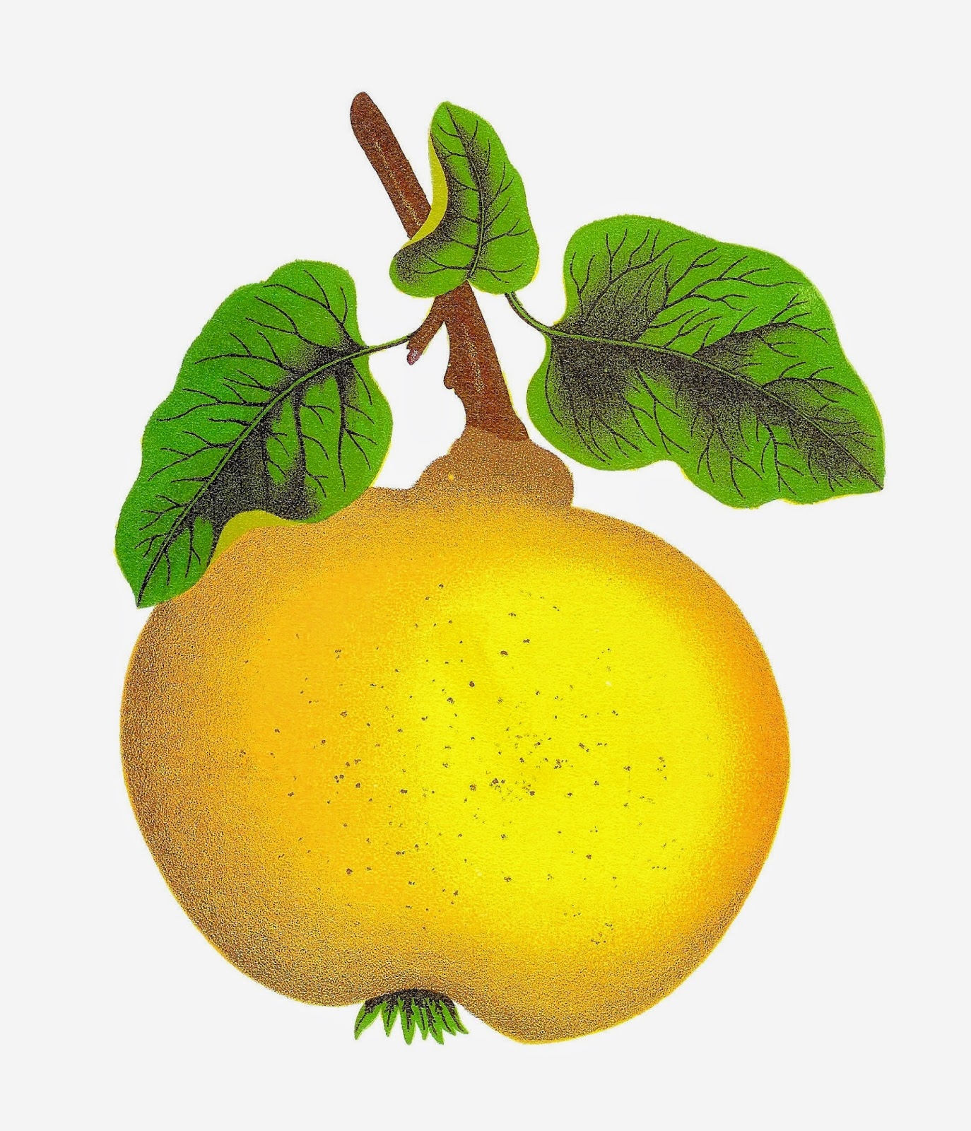 Quince Fruit Clipart Clipground