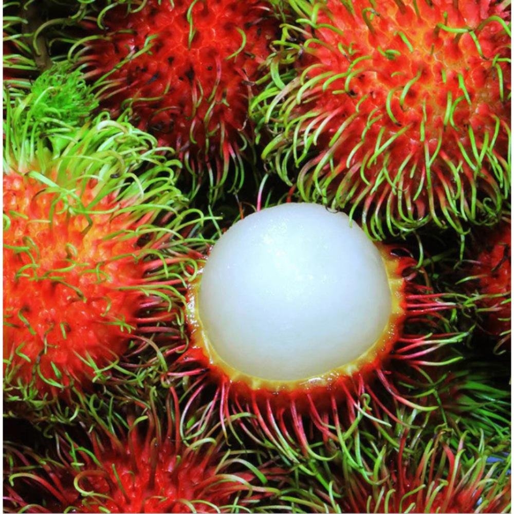 Rambutan Fruit Fruit Plants Tree Village Organic Products