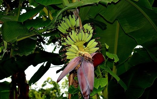 fruit plant pictures
