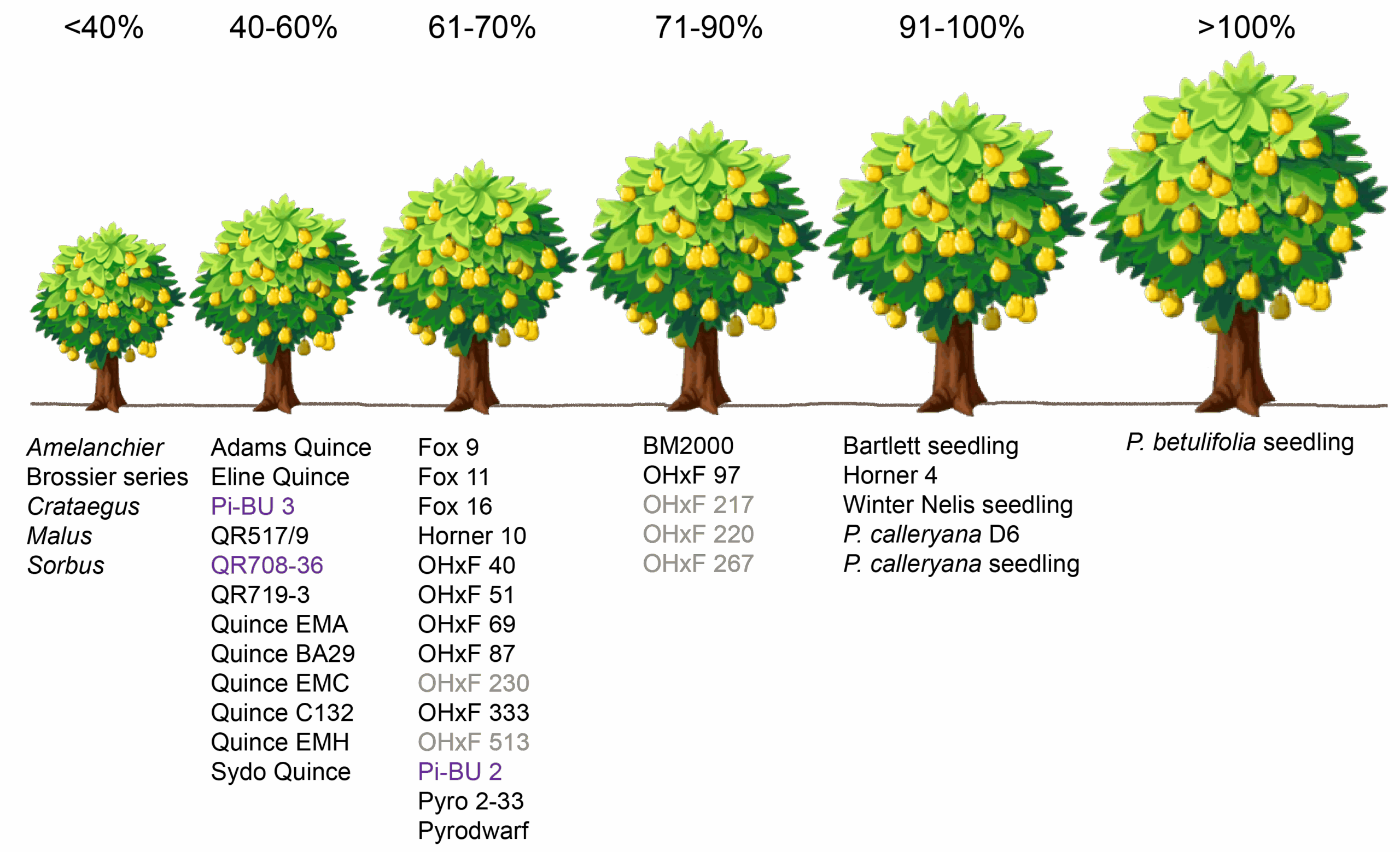 Rootstocks WSU Tree Fruit Washington State University