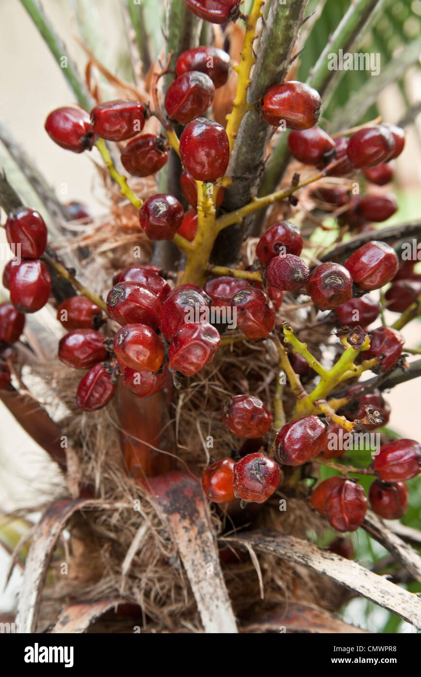 Saw Palmetto Maturing Fruit Stock Photo Alamy