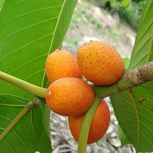 picture of a fig tree with fruit