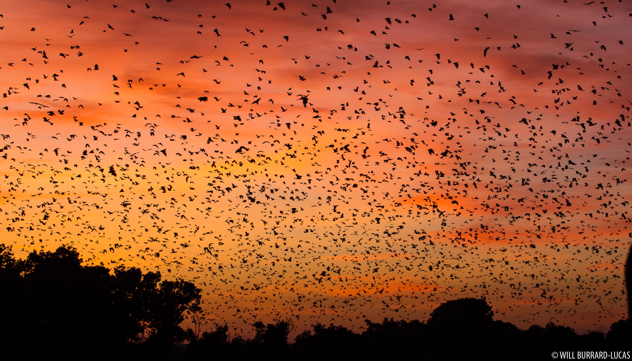Straw coloured Fruit Bats Will Burrard Lucas