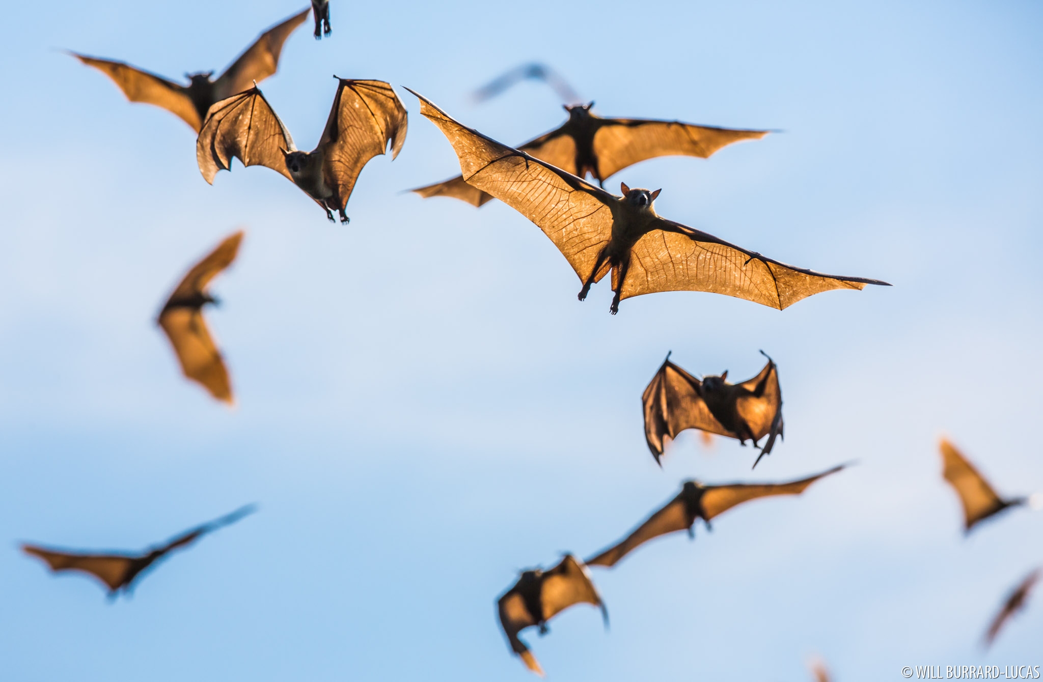 Straw coloured Fruit Bats Will Burrard Lucas