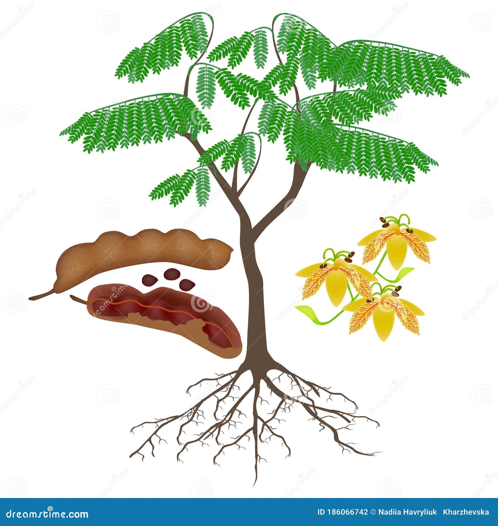 Tamarind Tree With Fruits And Flowers On A White Background Stock 