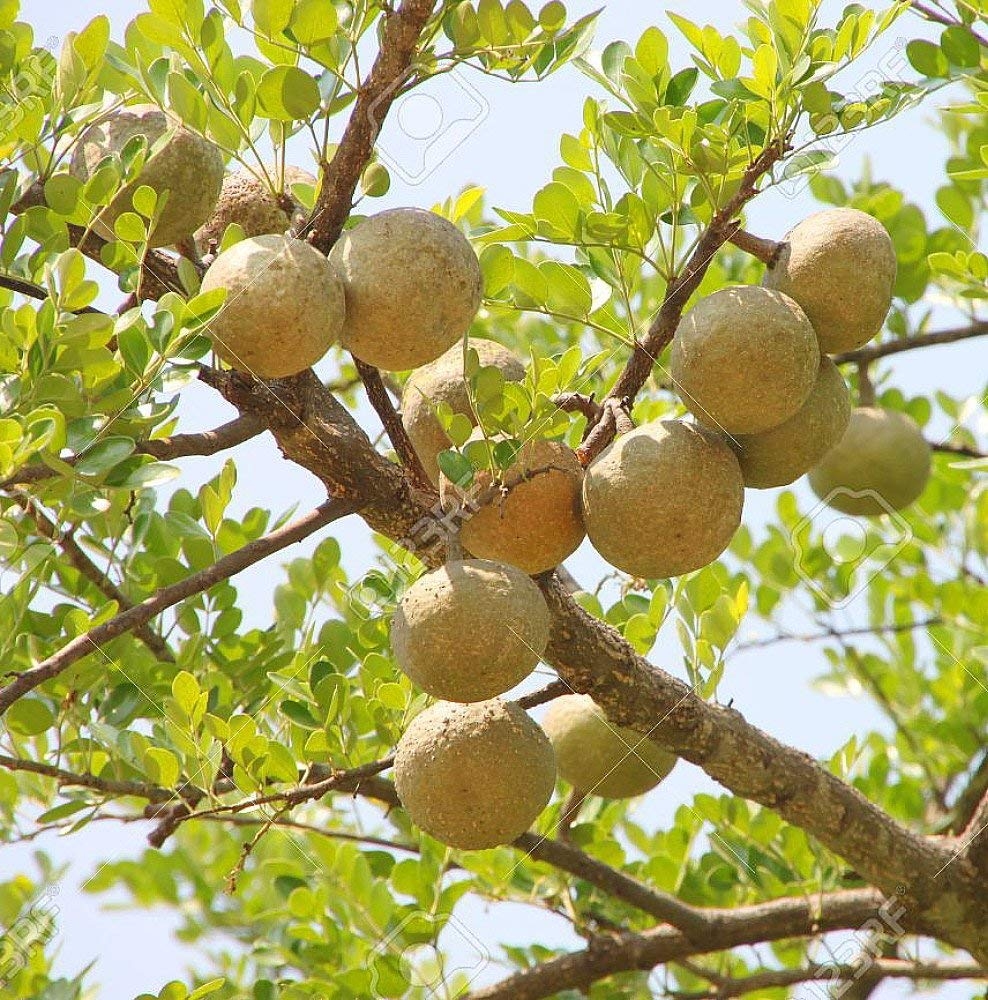 Thai Bael Fruit Tree SATVAI COM