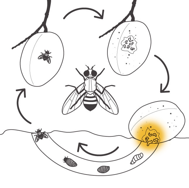 The Fruit Fly Life Cycle National Fruit Fly Council