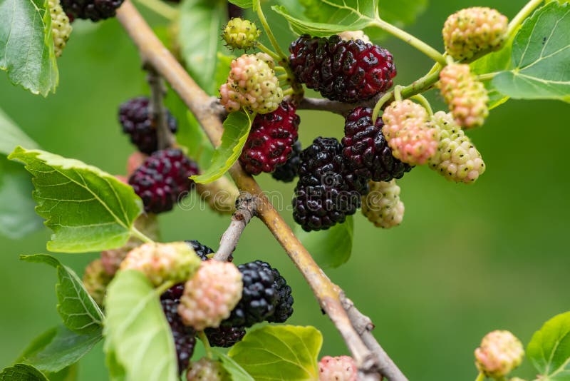 mulberry tree fruit pictures