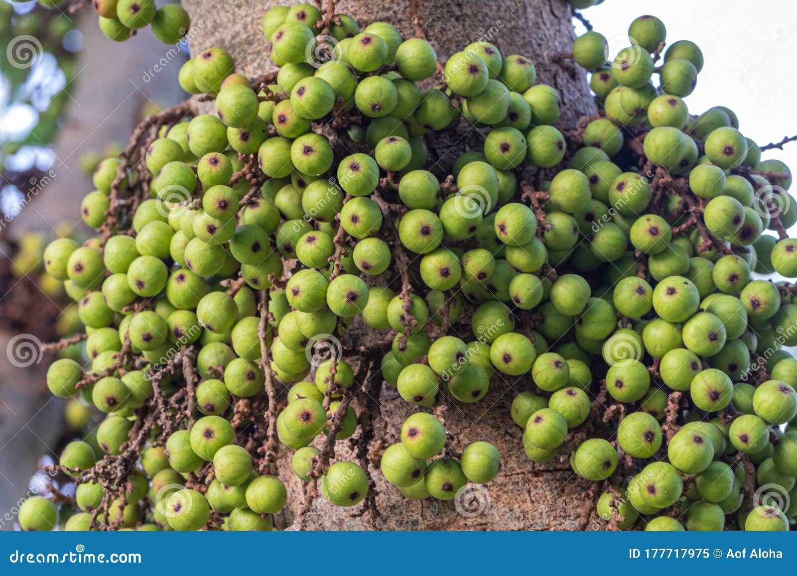 The Fruits Of Ficus Racemos The Common Name Fig Fruit cluster Fig Tree