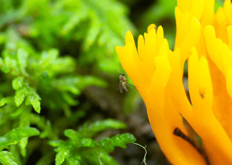 The Great Fruit Fly Vs Gnat Debate Which Is Worse 