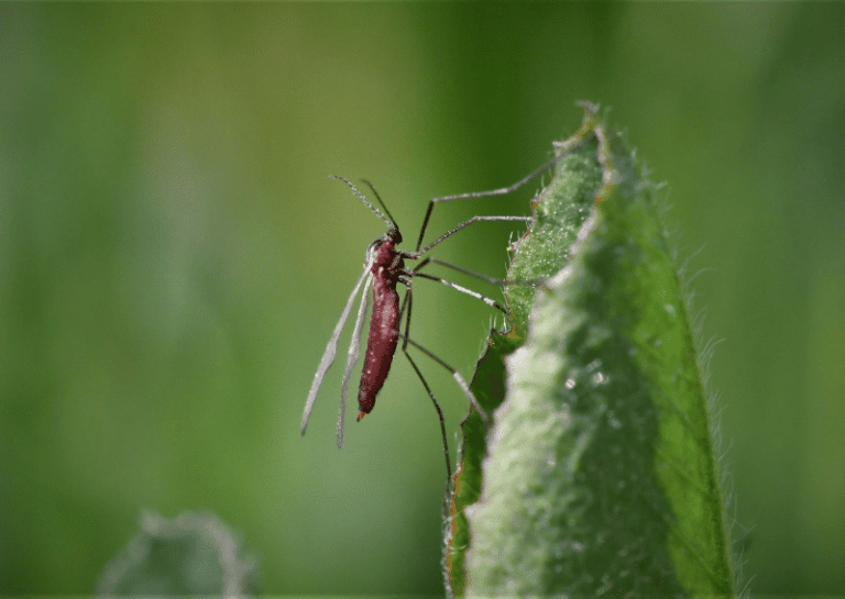 The Great Fruit Fly Vs Gnat Debate Which Is Worse 