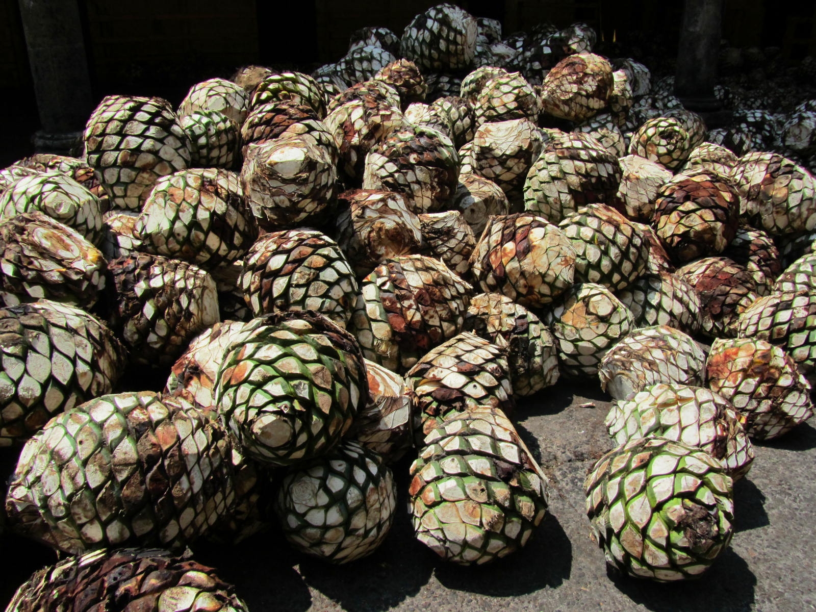 The Great Fruit Hunt Blue Agave