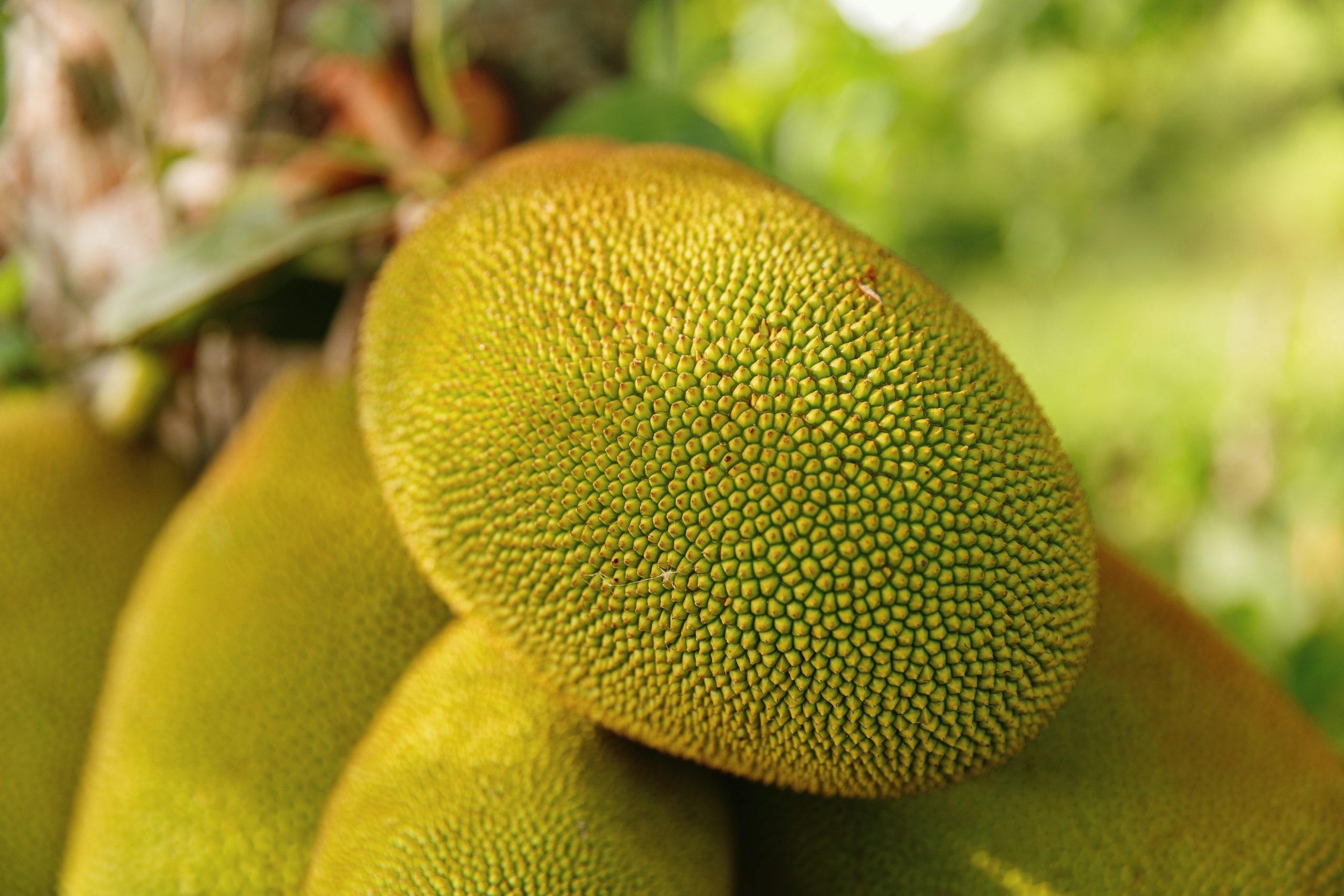 green fruit pictures